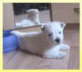 db_dan_OL_0206_01
