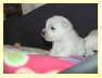 db_dan_OL_0206_10